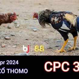 trực tiếp c3 đá gà thomo