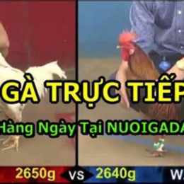 truc tiep da ga 21/5