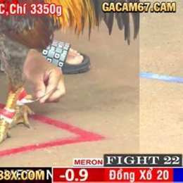 trực tiếp đá gà 67 chấm com