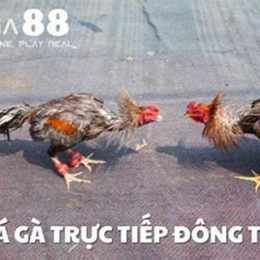 truc tiep da ga 88 c3