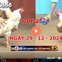 trực tiếp đá gà c2 hom nay