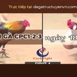 trực tiếp đá gà c3 8 12