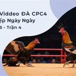 trực tiếp đá gà ngày 29