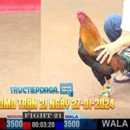 trực tiếp đá gà thomo 21