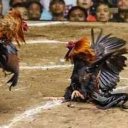trực tiếp đá gà thomo 29 tháng 6