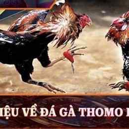 truc tiep da ga thomo cpc4