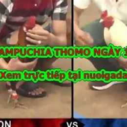 trực tiếp đá gà thomo ngày 10 tháng 11