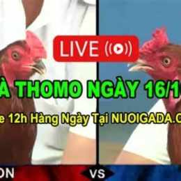 trực tiếp đá gà thomo ngày 16 tháng 7