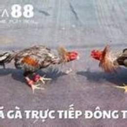 truc tiep da ga xaxia