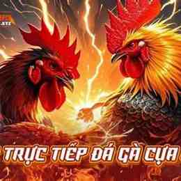 truc tiep ga da cua dao