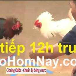 trực tiếp gà đá thomo 67