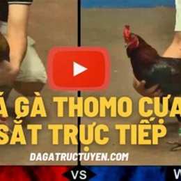 truc tiep tho mo ga da