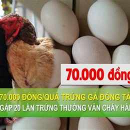 trứng gà đông đá