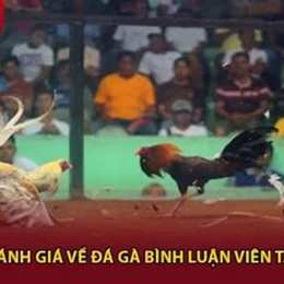 tt da ga binh luan vien