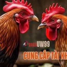 uw99 đá gà
