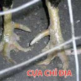 vảy gà đá cựa sắt