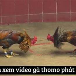 video phát lại đá gà thomo hôm nay