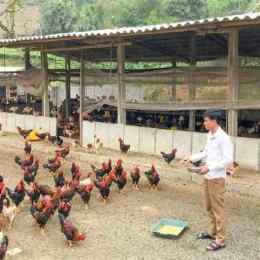việc làm nuôi gà đá