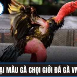 vmax đá gà