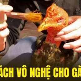 vô nghệ cho gà đá dụng quy trình