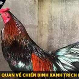 xanh trích đá với gà xám