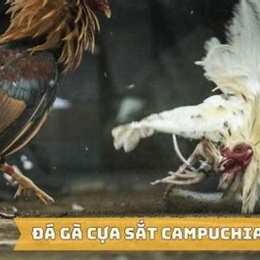 xe da ga cua sat