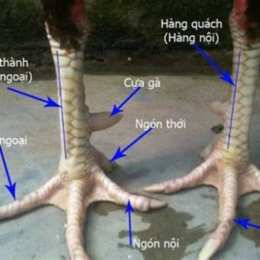 xem chân gà đá cựa sắt