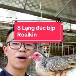 xem đá gà bịp roykin