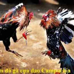 xem đá gà cựa dao trực tiếp campuchia