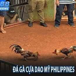 xem đá gà dao trực tiếp