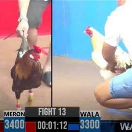 xem đá gà hom nay