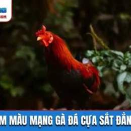 xem da ga noi cua sat