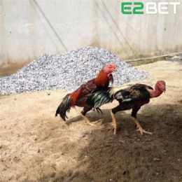 xem đá gà tre campuchia