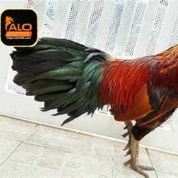 xem ga da ben tre