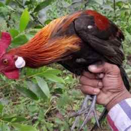 xem gà rừng đá nhau