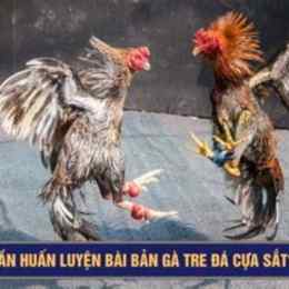 xem ga tre da cua sat