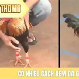 xem lại đá gà thomo c3