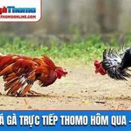 xem lại gà đá thomo hôm nay
