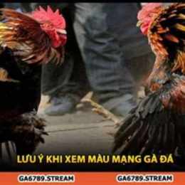 xem mang ga da theo ngay