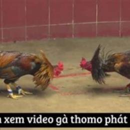 xem phát lại đá gà thomo