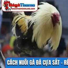 xem trai nuoi ga da cua sat