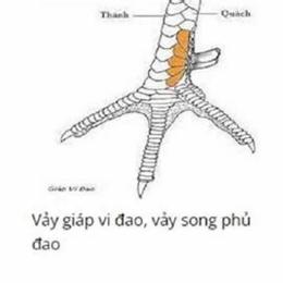 xem vay ga da cua sat co hinh minh hoa