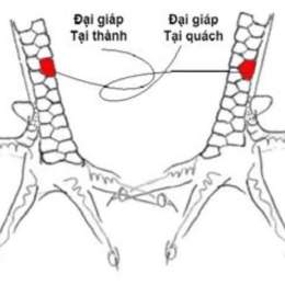 xem vảy gà nòi đá cựa sắt