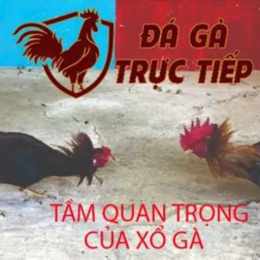 xổ đá gà thomo